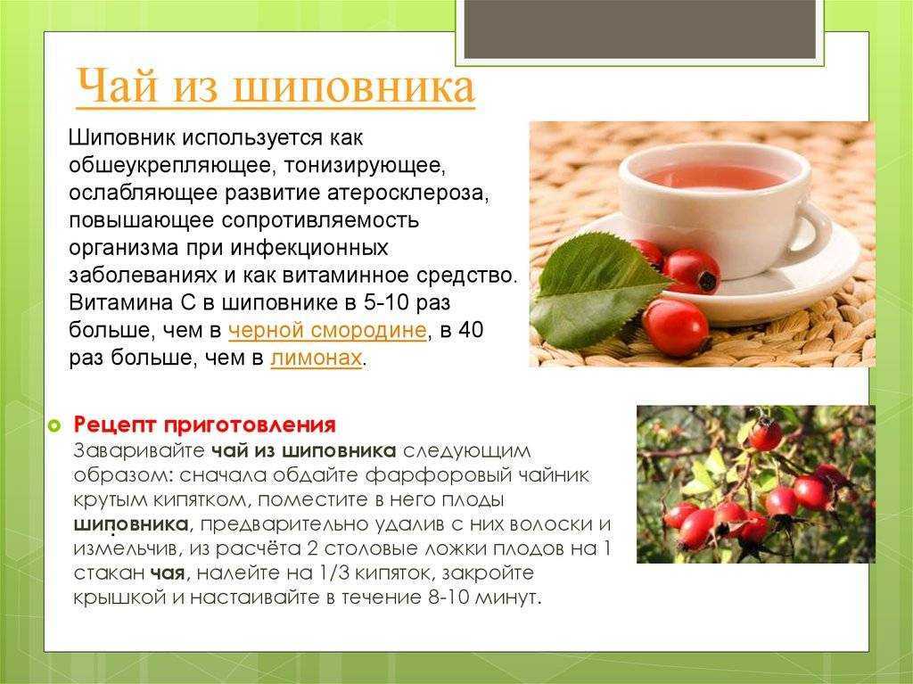Шиповник - суперфуд красоты и здоровья. полезные свойства. есть ли у него противопоказания