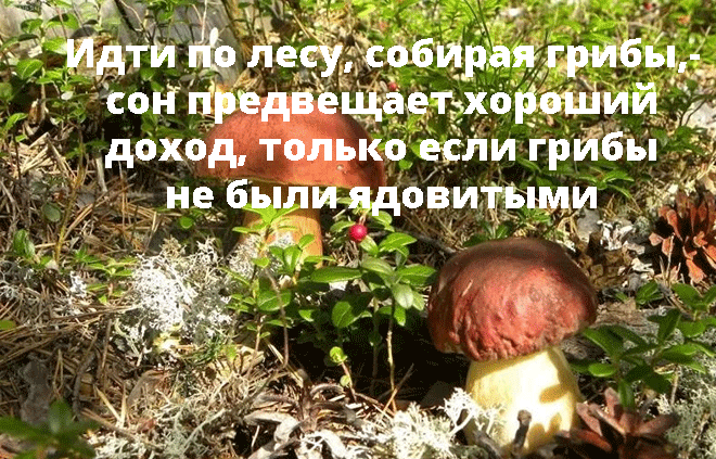 К чему снится собирать белые грибы ? - 40 толкований ? по сонникам: что значит для мужчины и женщины сон про собирание боровиков в корзину или ведро в лесу или на поляне