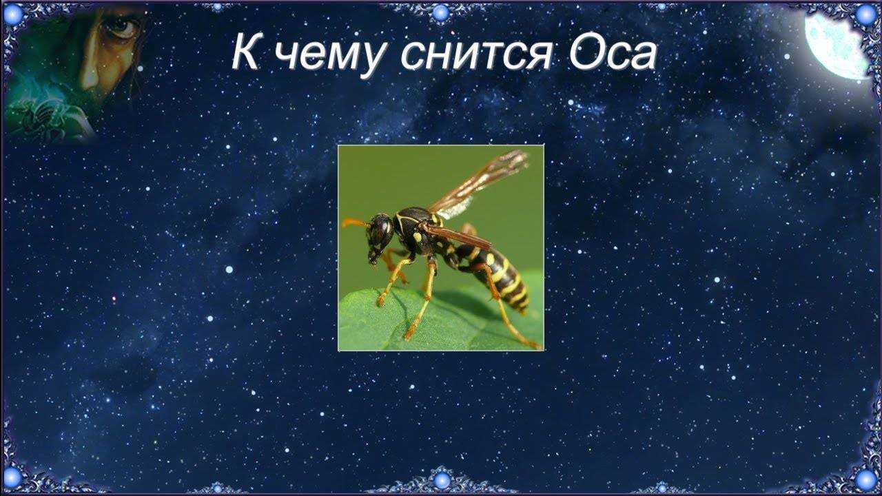 К чему снится оса. видеть во сне оса - сонник дома солнца