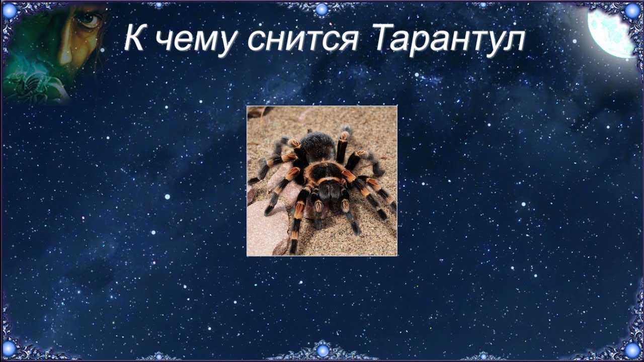 К чему снятся большие черные пауки по сонникам