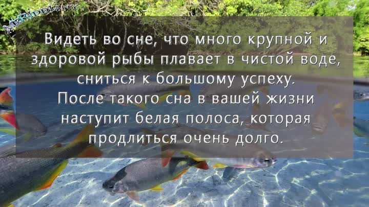 К чему снится соленая рыба: 7+ подробных трактовок сна - сонник: соленая рыба