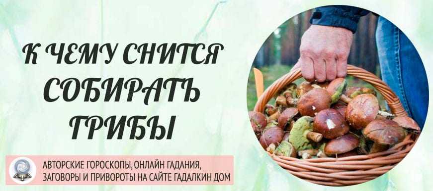 К чему снятся грибы - значение сна грибы по соннику