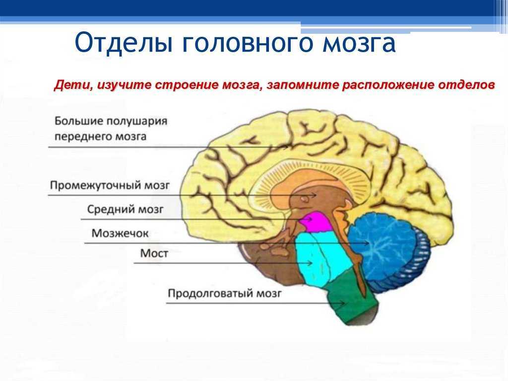 Как выглядит мозг бесстрашного человека — и можно ли сделать свой таким же?