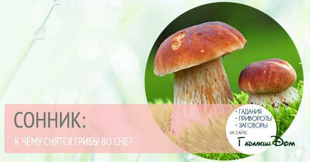 К чему снятся грибы - сонник для женщин и мужчин (собирать в лесу, видеть червивыми и другое)