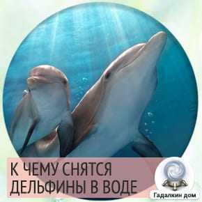 К чему снится дельфин - сонник, гладить, кормить и плавать с дельфинами в море во сне