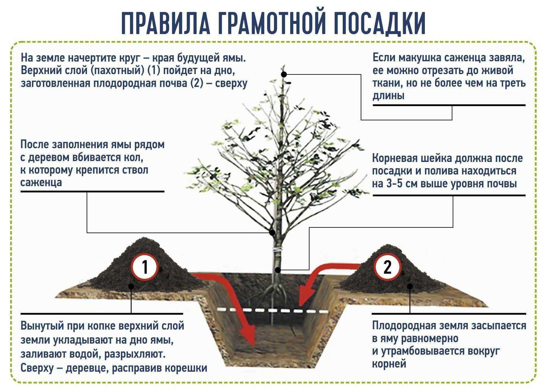 Сонник рассада: к чему снится и что означает сон?