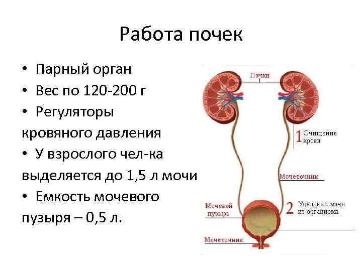 Вазопрессин: механизм действия и клиническая физиология