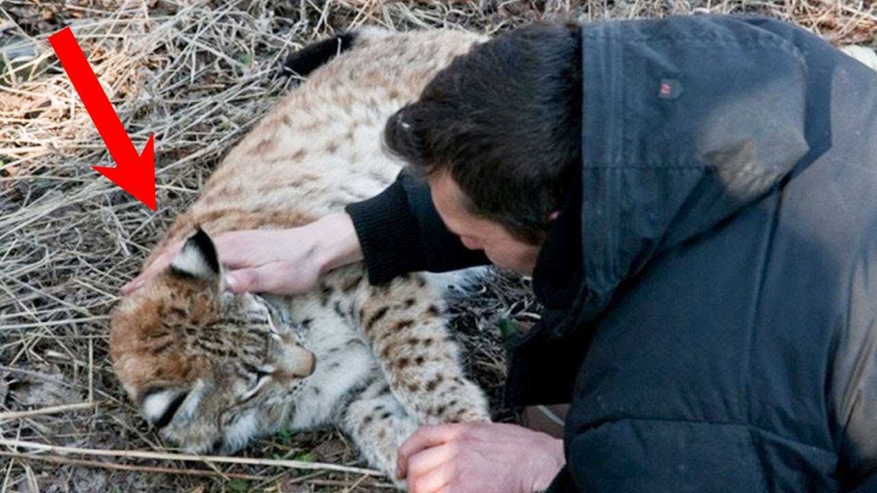 Толкование сна о том, к чему снится рысь