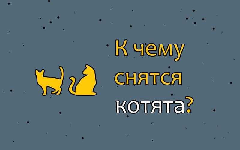 К чему снится кот во сне?