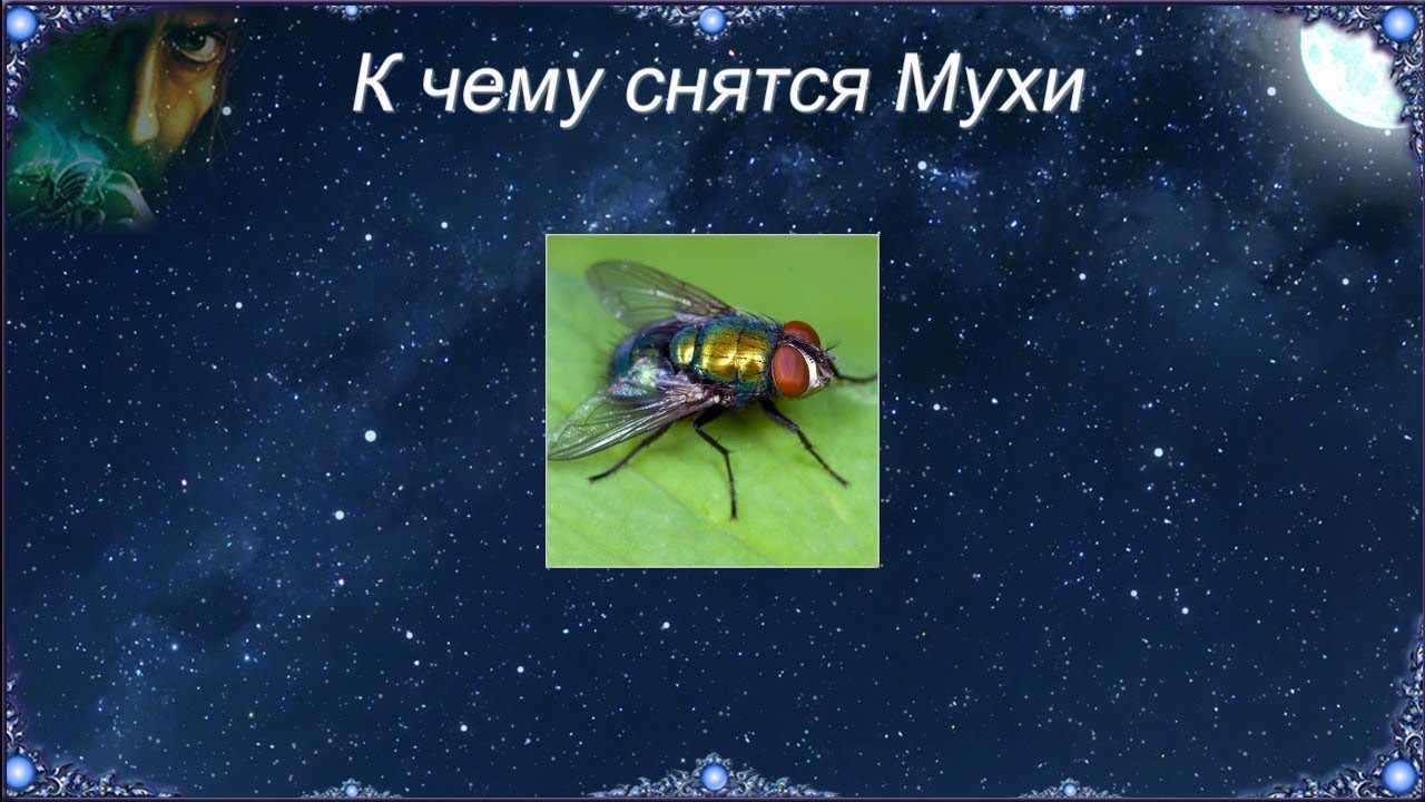 ? к чему снятся черные мухи сонник - x-sonnik.ru