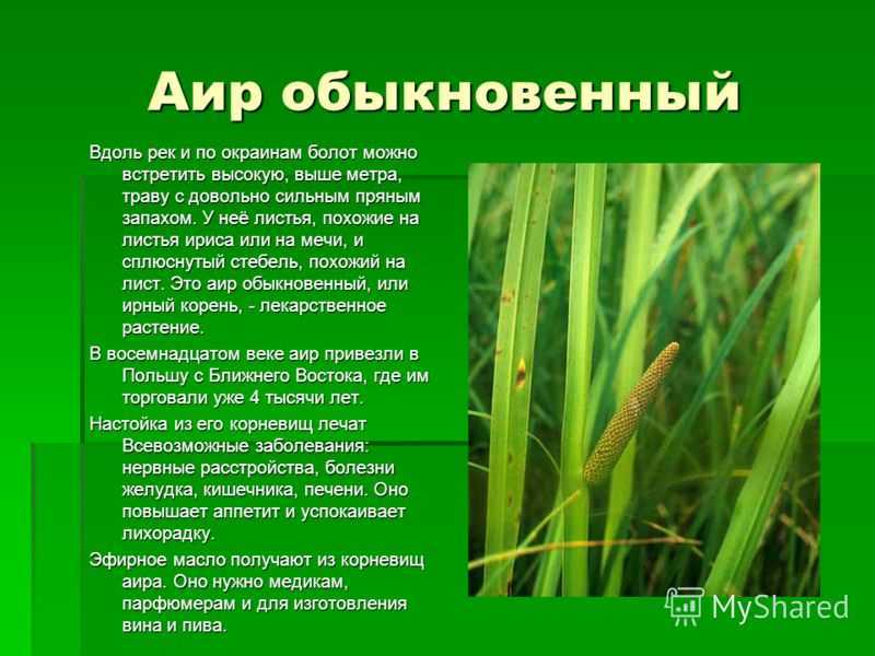 Аир болотный - корень от многих заболеваний | народная медицина
