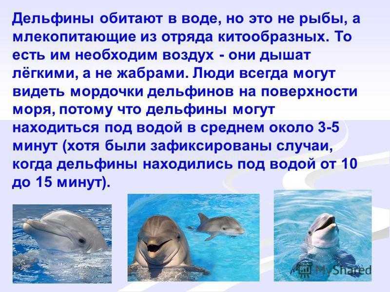 К чему снится  дельфин во сне — по 90 сонникам! если видишь во сне дельфин что значит?