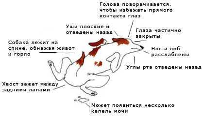 К чему снится стая собак: что это значит, злая, добрая, нападает, кусает, преследует