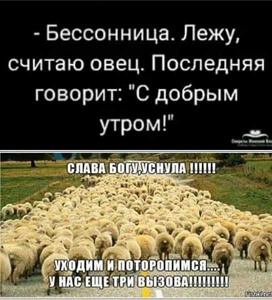 Сонник овца | гороскопы 365