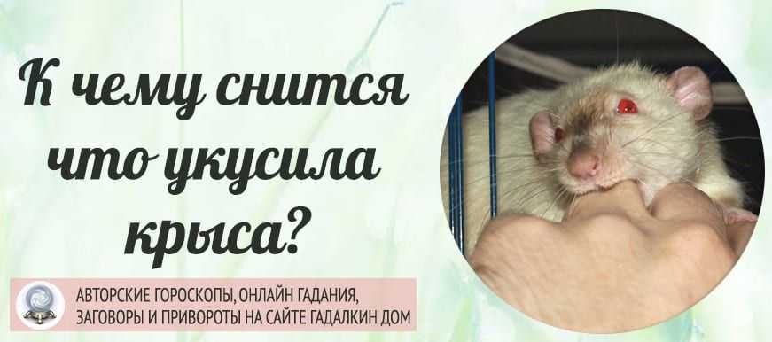 К чему снятся большие крысы и крысята человеку: толкование снов с домашними грызунами в различных ситуациях
