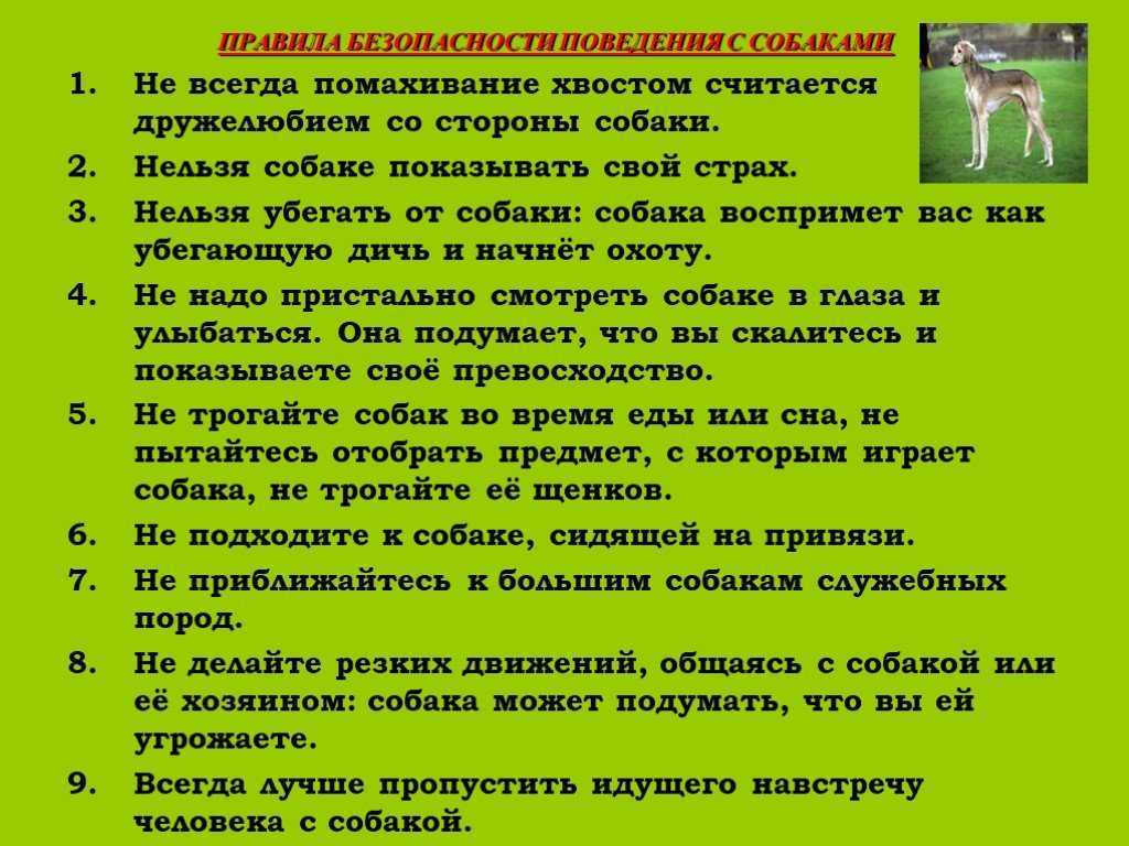 К чему снится, что собака нападает - сонник