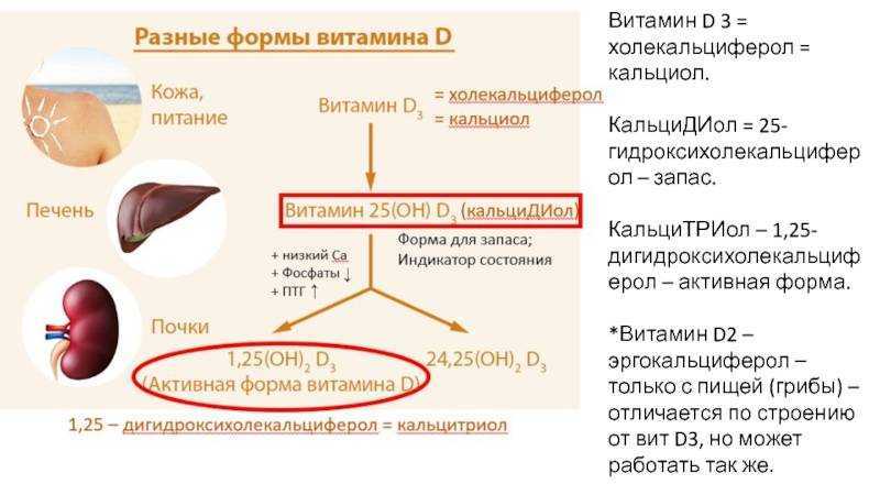 Витамин к2, усвоение кальция и витамина д – как это работает