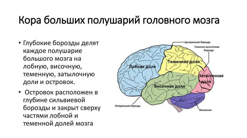 Гипоталамус: функции, строение, нарушения