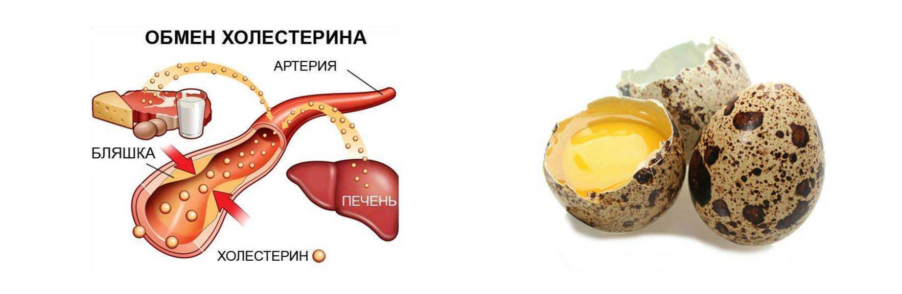 Перепелиные яйца – польза для женщин после 50 лет, как принимать