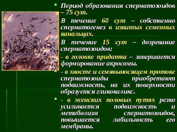 Нарушение сперматогенеза у мужчин — лечение и диагностика | клиника репродукции «линия жизни»