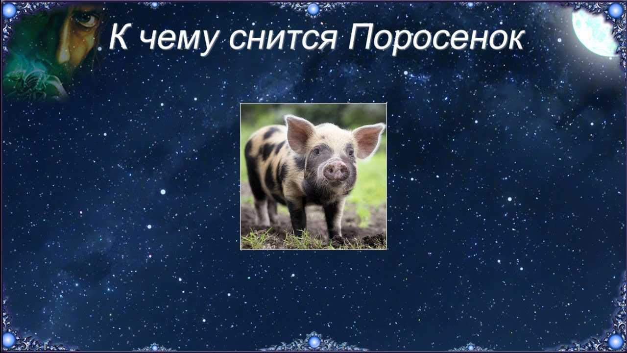 К чему снится свинья женщине по сонникам