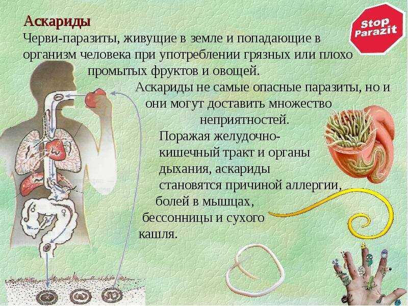Энтеробиоз - симптомы болезни, профилактика и лечение энтеробиоза, причины заболевания и его диагностика на eurolab