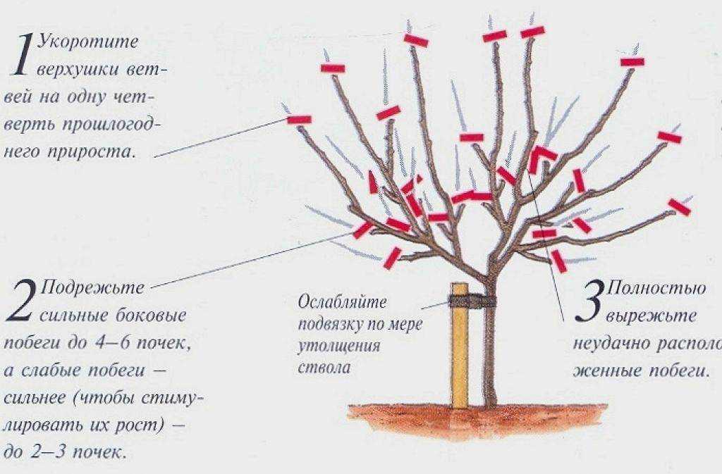 К чему снится дерево: толкование снов — мир космоса