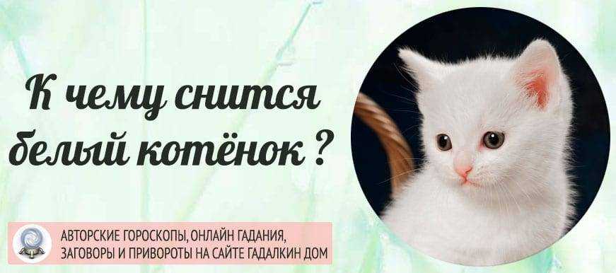 К чему снятся маленькие котята женщине: сонник маленькие котята | звери дома