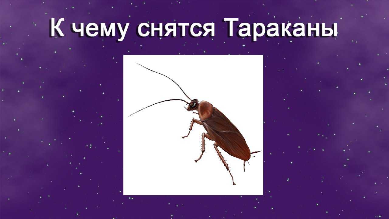 К чему снятся тараканы. сонники про тараканов во сне женщины