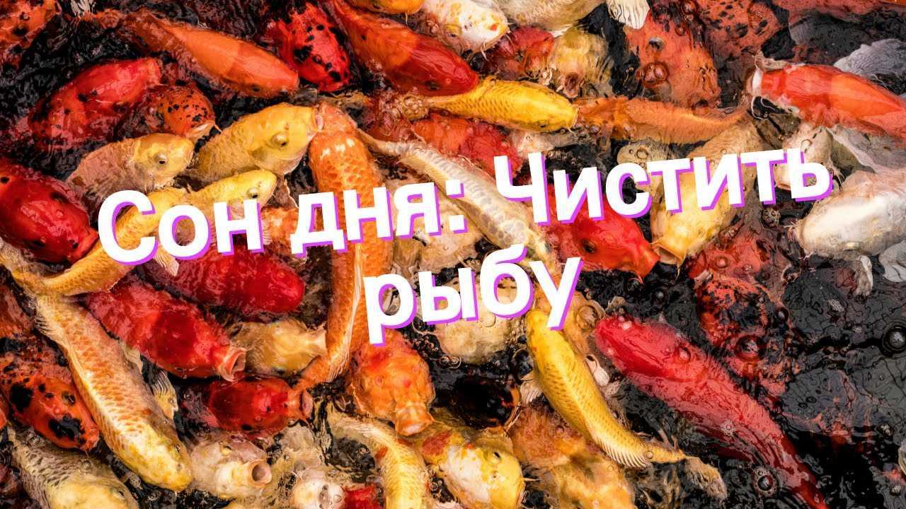 Сонник разделывать рыбу к чему снится разделывать рыбу во сне