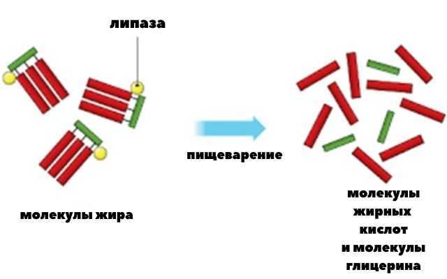 Сколько калорий тратит человек в день: средние показатели