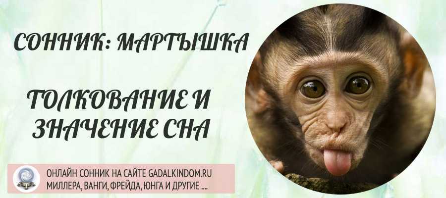 К чему снится обезьяна. видеть во сне обезьяна - сонник дома солнца
