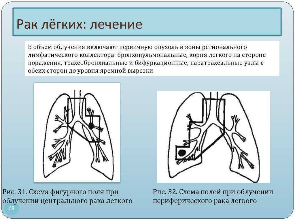 Развитие половых клеток у растений и животных / справочник :: бингоскул